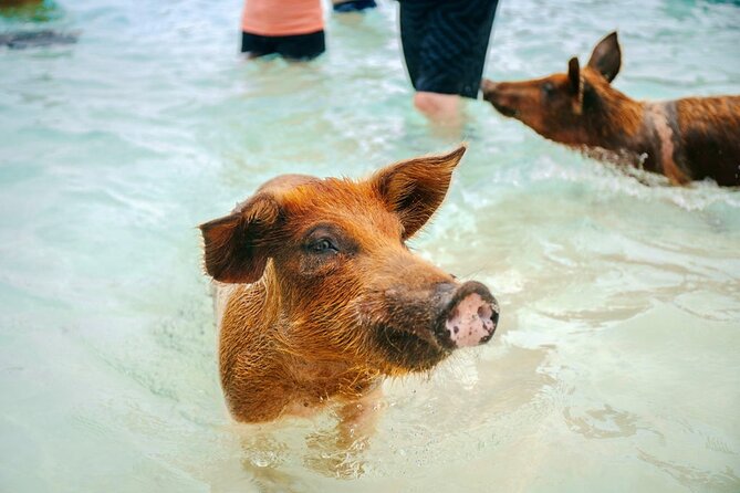 Swimming Pigs Of Rose Island Water Taxi Nassau Bahamas - Feeding time and family appeal