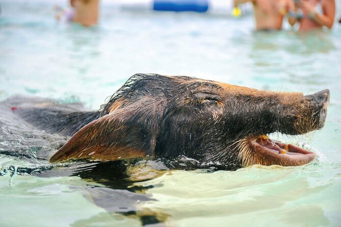 Swimming Pigs Of Rose Island Water Taxi Nassau Bahamas - Timing, check-in, and the biggest practical concern