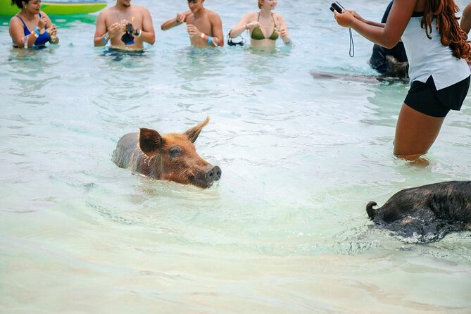 Swimming Pigs Of Rose Island Water Taxi Nassau Bahamas - Food, drinks, and time after the pigs