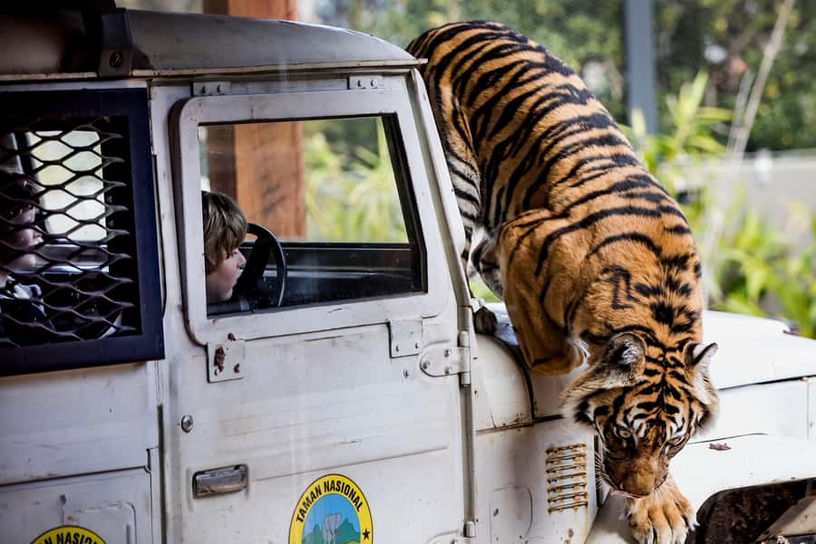 Sydney: Taronga Zoo Ticket with Return Ferry - Why the ferry makes this zoo visit worthwhile