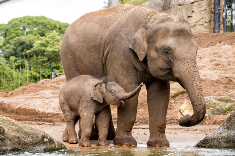 Sydney: Taronga Zoo Ticket with Return Ferry - Cancellation, timing, and final planning advice