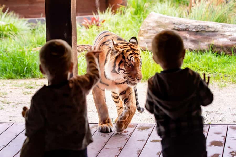 Sydney: Taronga Zoo Ticket with Return Ferry - Collecting your ticket at Circular Quay or Darling Harbour