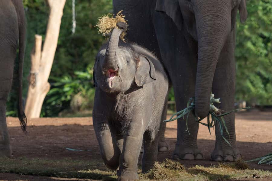 Sydney: Taronga Zoo Ticket with Return Ferry - Australian animals and native plant life