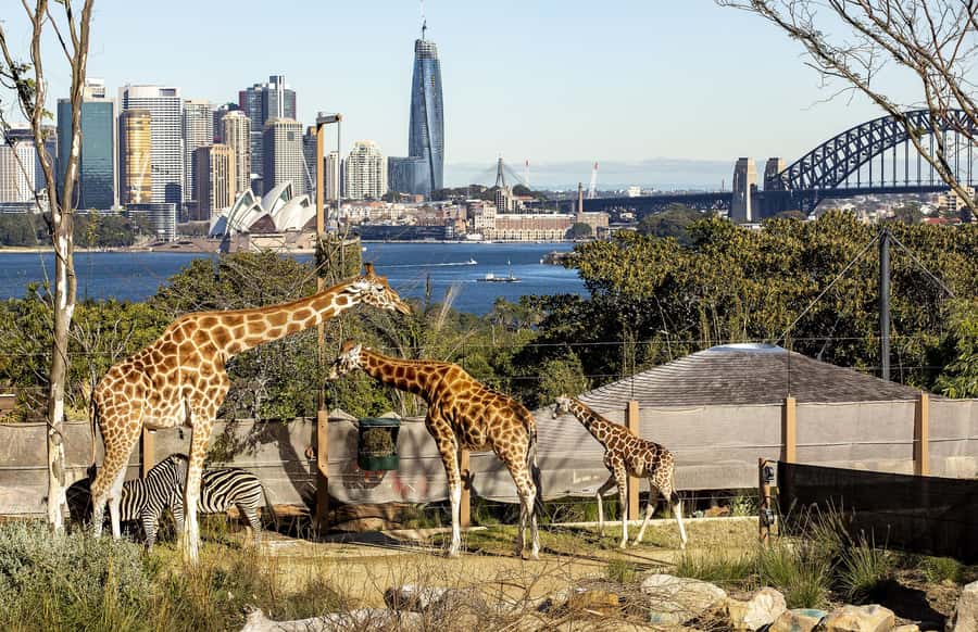 Sydney: Taronga Zoo Ticket with Return Ferry - Tigers, elephants, seals, and international species