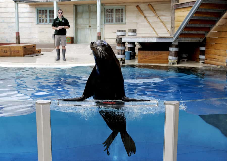 Sydney: Taronga Zoo Ticket with Return Ferry - Keeper talks and shows add useful structure