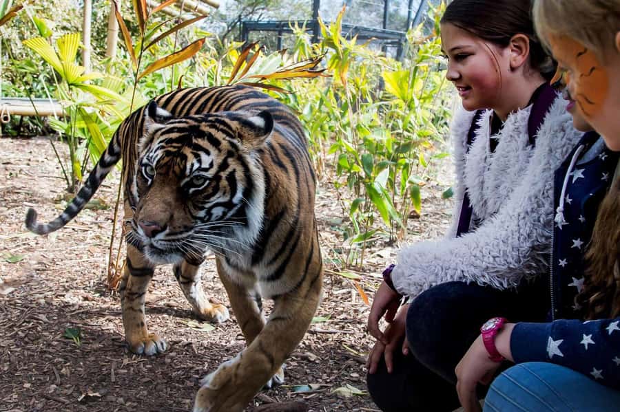 Sydney: Taronga Zoo Ticket with Return Ferry - Who will enjoy this Taronga Zoo day most?