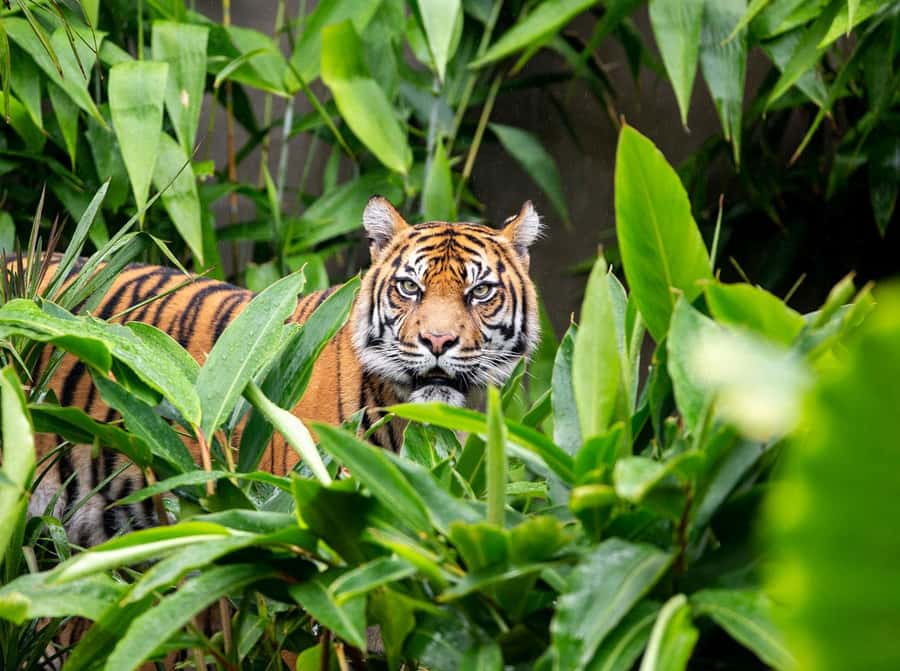 Sydney: Taronga Zoo Ticket with Return Ferry - Arriving at Taronga Zoo and choosing your route