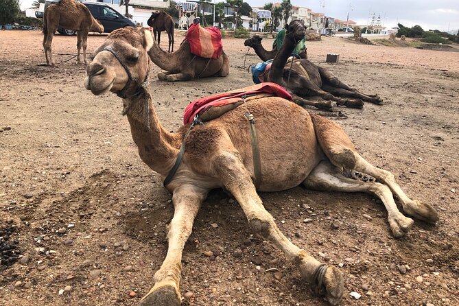 Tarifa to Tangier Tour with ferry ticket , lunch & camel ride - Camels on Achakkar Beach