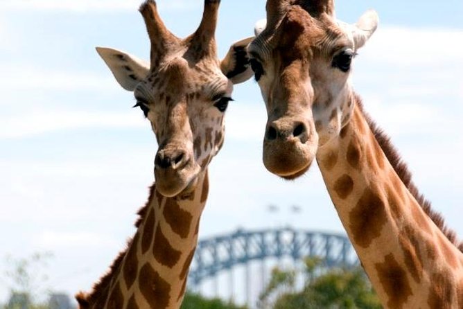 Taronga Zoo Entry & Return Ferry - Sydney Harbour - Exploring 2,900 animals across 10 themed areas
