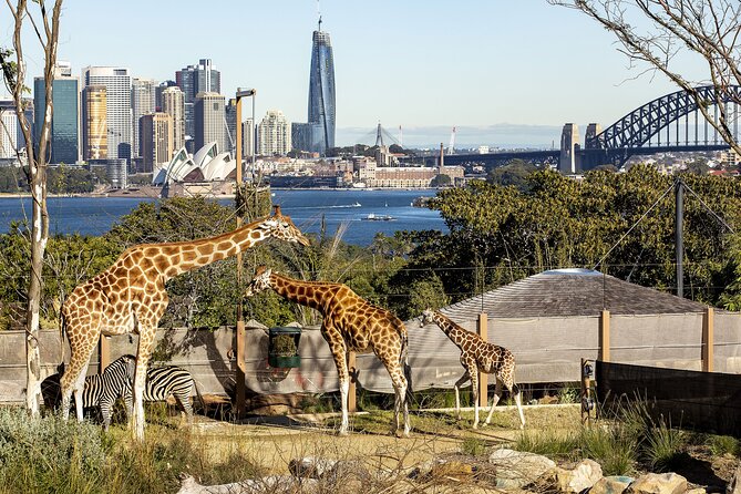 Taronga Zoo + Ferry Return Ticket - Why the ferry makes this zoo visit different