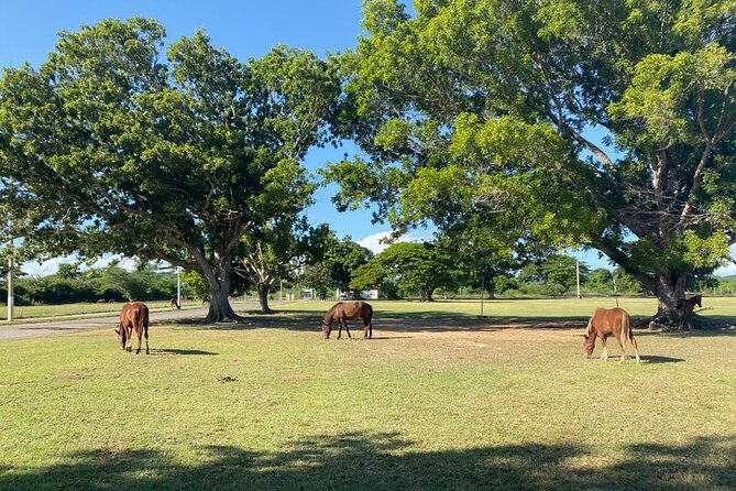 Vieques Bio Bay Tour and Beach Day Trip from San Juan by Ferry - Sunset, dinner, and El Malecón in Esperanza
