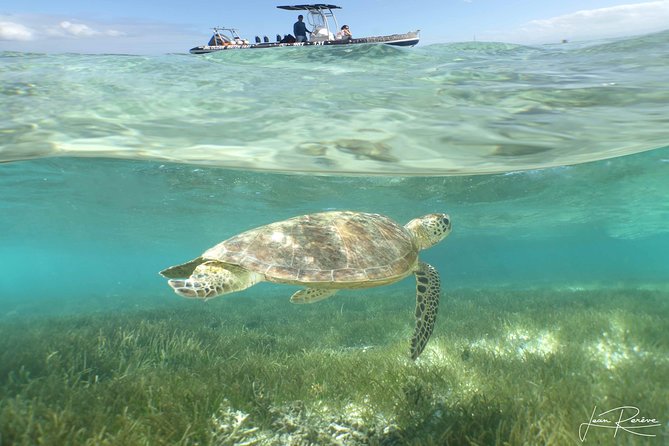 Water Taxi Signal Island Turtle Tour for cruisers - The cruise-terminal meeting point keeps the morning easy