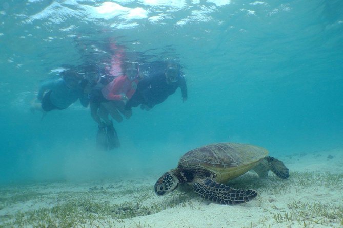 Water Taxi Signal Island Turtle Tour for cruisers - Snorkeling can be excellent, but conditions control the show