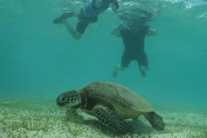 Water Taxi Signal Island Turtle Tour for cruisers - Who should book this Signal Island outing?