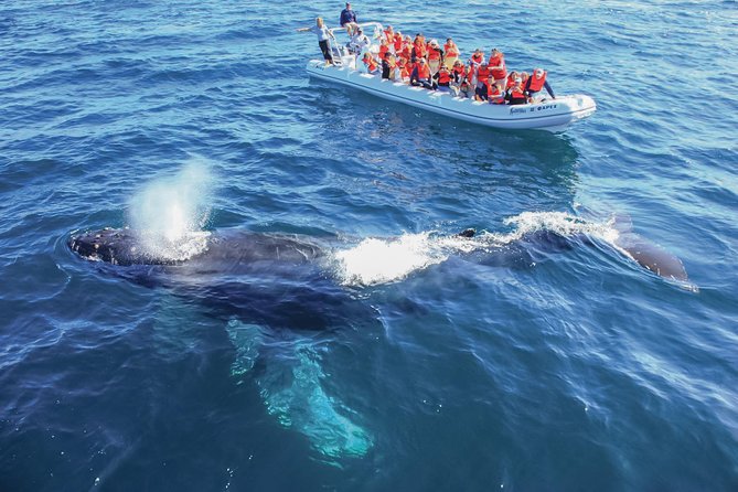 Whale Watching, The Famous Arch and Fast Boat Tour in Los Cabos - Boarding the Inflatable Fast Boat