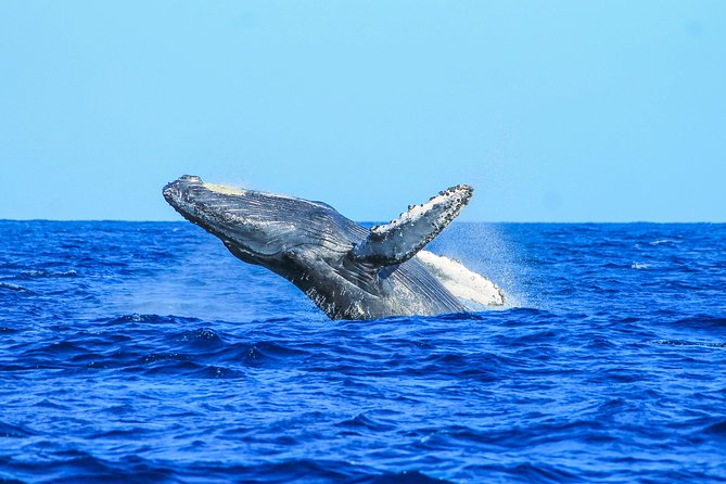 Whale Watching, The Famous Arch and Fast Boat Tour in Los Cabos - Whale Songs Through Onboard Hydrophones