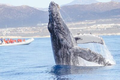 Whale Watching, The Famous Arch and Fast Boat Tour in Los Cabos