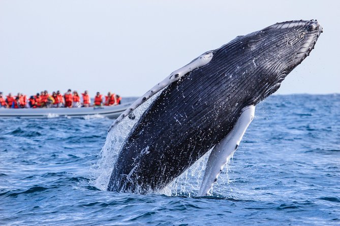 Whale Watching, The Famous Arch and Fast Boat Tour in Los Cabos - When the Whales Put on a Show