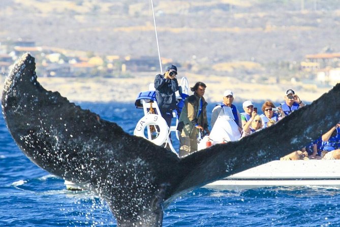 Whale Watching, The Famous Arch and Fast Boat Tour in Los Cabos - The Arch, Sea Lions, and Lovers Beach
