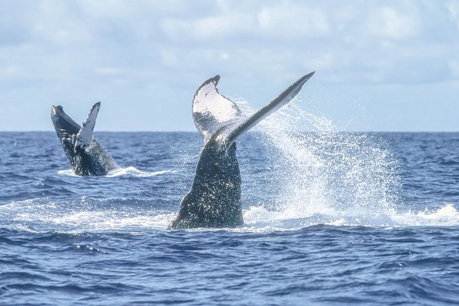 Whale Watching, The Famous Arch and Fast Boat Tour in Los Cabos - What the $99 Price Really Buys