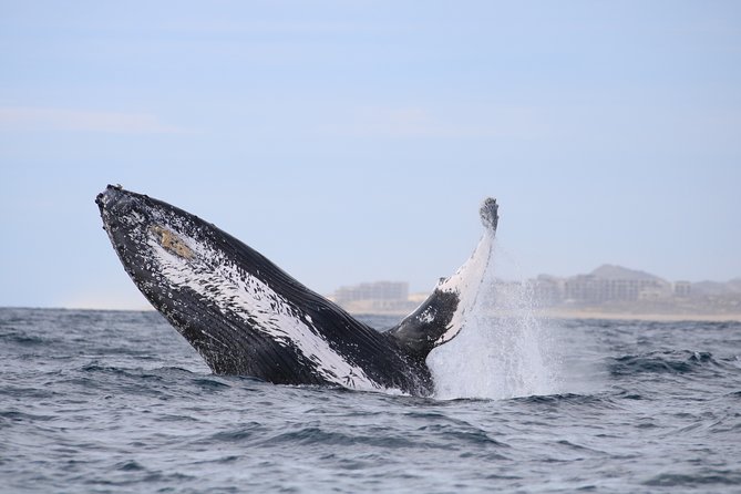 Whale Watching, The Famous Arch and Fast Boat Tour in Los Cabos - Who Should Book This Boat Trip